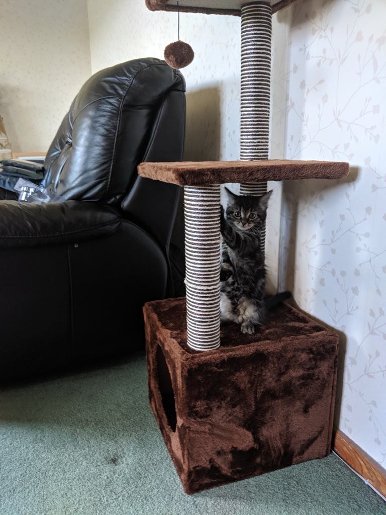 Cute cat being cared for by HeyZiggleZiggle